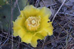 Common pricklypear